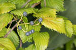 Arrow-wood viburnum